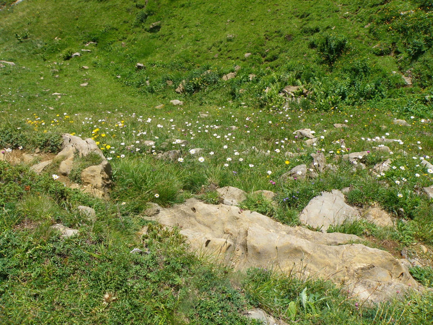 Minigebirge umgeben von Blumen